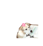 しろたびちゃんスタンプ♡（個別スタンプ：13）