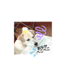 しろたびちゃんスタンプ♡（個別スタンプ：14）