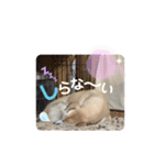 しろたびちゃんスタンプ♡（個別スタンプ：16）
