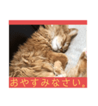 うにくんのスタンプ♡（個別スタンプ：4）