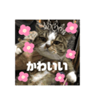 ニャンニャコニャンニャン（個別スタンプ：3）