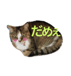 ニャンニャコニャンニャン（個別スタンプ：4）