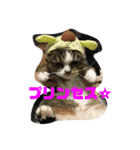 ニャンニャコニャンニャン（個別スタンプ：7）