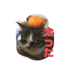 ニャンニャコニャンニャン（個別スタンプ：10）