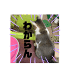 ニャンニャコニャンニャン（個別スタンプ：14）