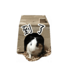 ドドちゃん（個別スタンプ：12）