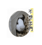 ドドちゃん（個別スタンプ：13）