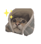 ぎんぎんのスタンプ（個別スタンプ：4）