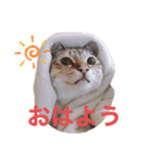 ぎんぎんのスタンプ（個別スタンプ：7）