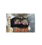 あにまるざ（個別スタンプ：6）