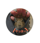 あにまるざ（個別スタンプ：14）