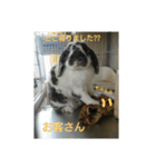 あにまるざ（個別スタンプ：16）