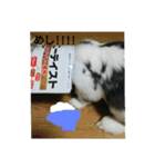 あにまるざ（個別スタンプ：17）