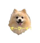 みずにとみーくんとすきっぷ（個別スタンプ：1）