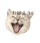 猫のジョルノ（個別スタンプ：1）