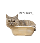 猫のジョルノ（個別スタンプ：2）