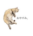 猫のジョルノ（個別スタンプ：3）