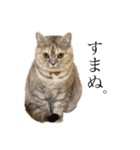 猫のジョルノ（個別スタンプ：5）