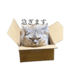 猫のジョルノ（個別スタンプ：6）