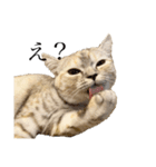 猫のジョルノ（個別スタンプ：7）