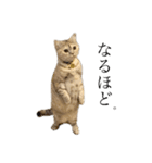 猫のジョルノ（個別スタンプ：8）