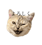 猫のジョルノ（個別スタンプ：9）