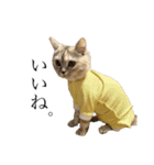 猫のジョルノ（個別スタンプ：11）