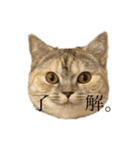 猫のジョルノ（個別スタンプ：12）