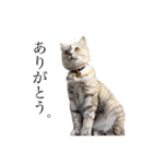 猫のジョルノ（個別スタンプ：13）
