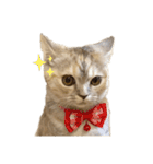 猫のジョルノ（個別スタンプ：14）