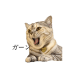 猫のジョルノ（個別スタンプ：15）