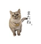猫のジョルノ（個別スタンプ：16）