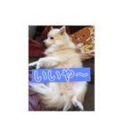 しょうのきもち（個別スタンプ：1）