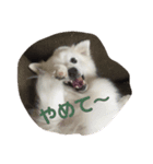 しょうのきもち（個別スタンプ：3）