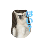 しょうのきもち（個別スタンプ：7）