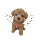 愛犬カロたん（個別スタンプ：1）