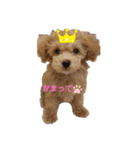 愛犬カロたん（個別スタンプ：2）
