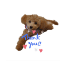 愛犬カロたん（個別スタンプ：3）
