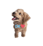 愛犬カロたん（個別スタンプ：4）