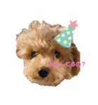 愛犬カロたん（個別スタンプ：5）