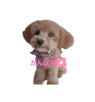 愛犬カロたん（個別スタンプ：7）