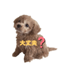 愛犬カロたん（個別スタンプ：8）