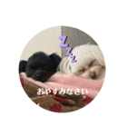 Latte＆Tino.（個別スタンプ：5）