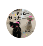 Latte＆Tino.（個別スタンプ：8）