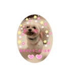 Latte＆Tino.（個別スタンプ：10）