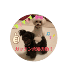 Latte＆Tino.（個別スタンプ：11）