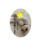 Latte＆Tino.（個別スタンプ：13）