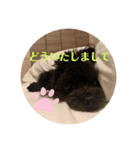 Latte＆Tino.（個別スタンプ：19）
