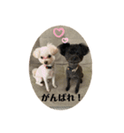 Latte＆Tino.（個別スタンプ：24）