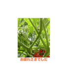 野菜の気持ちは（個別スタンプ：8）